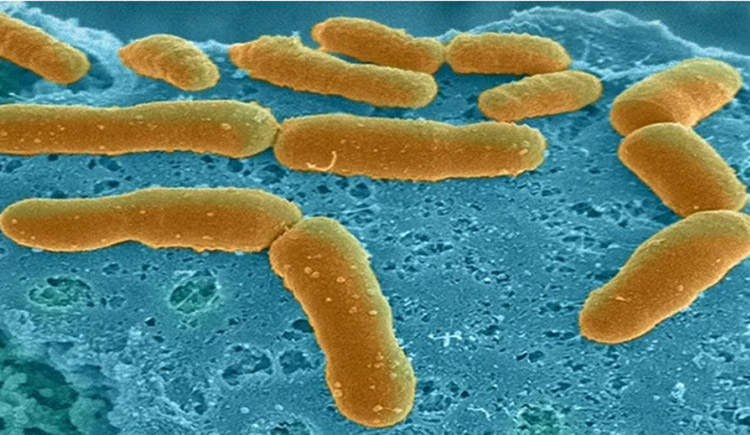 Microbiome