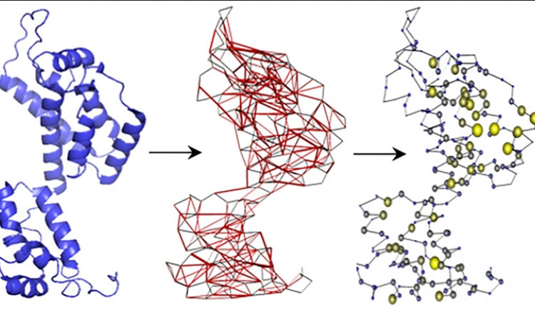 T Cell Epitopes